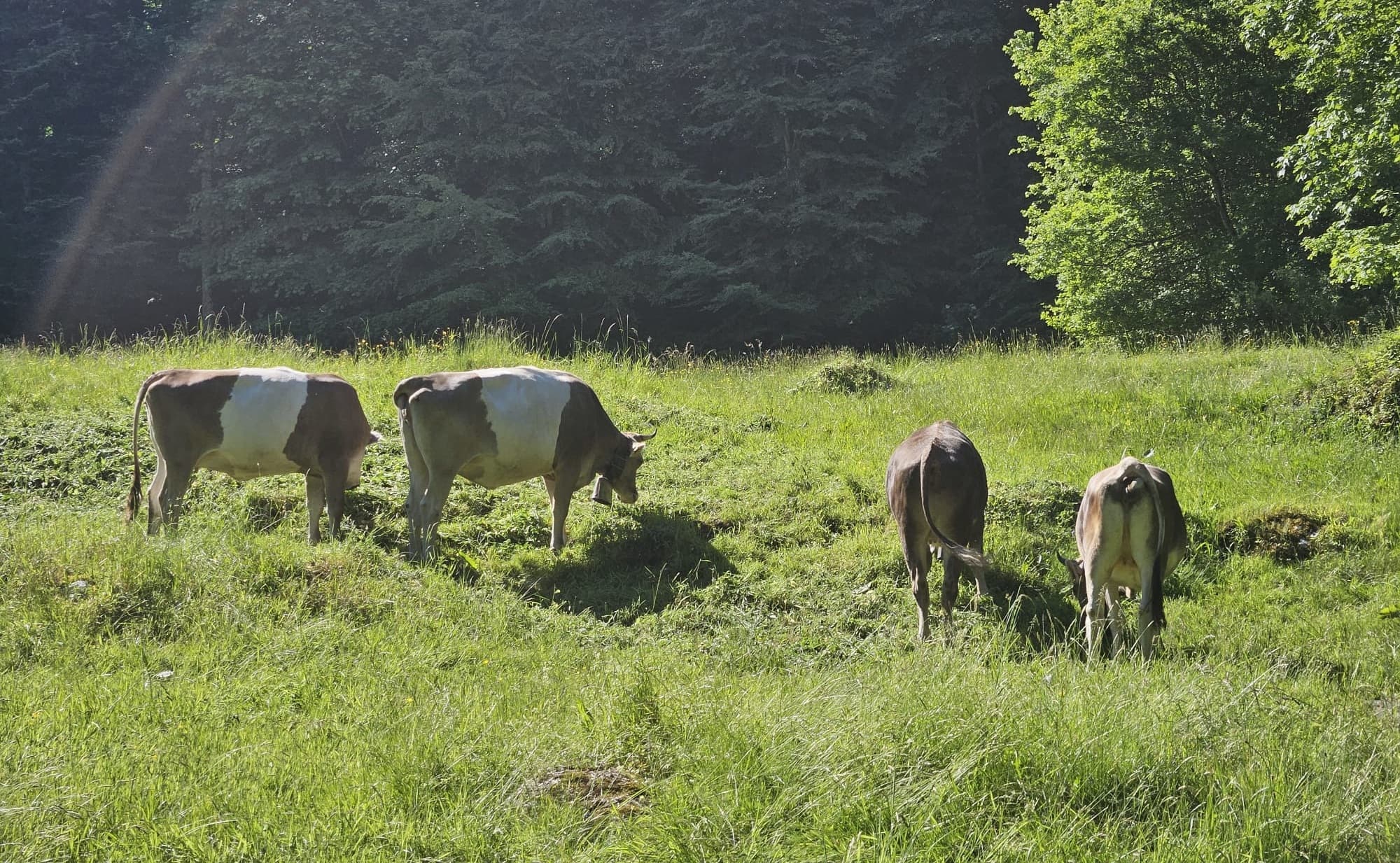 Glamping auf dem Bauernhof mit Tieren, Natur und regionalem Flair