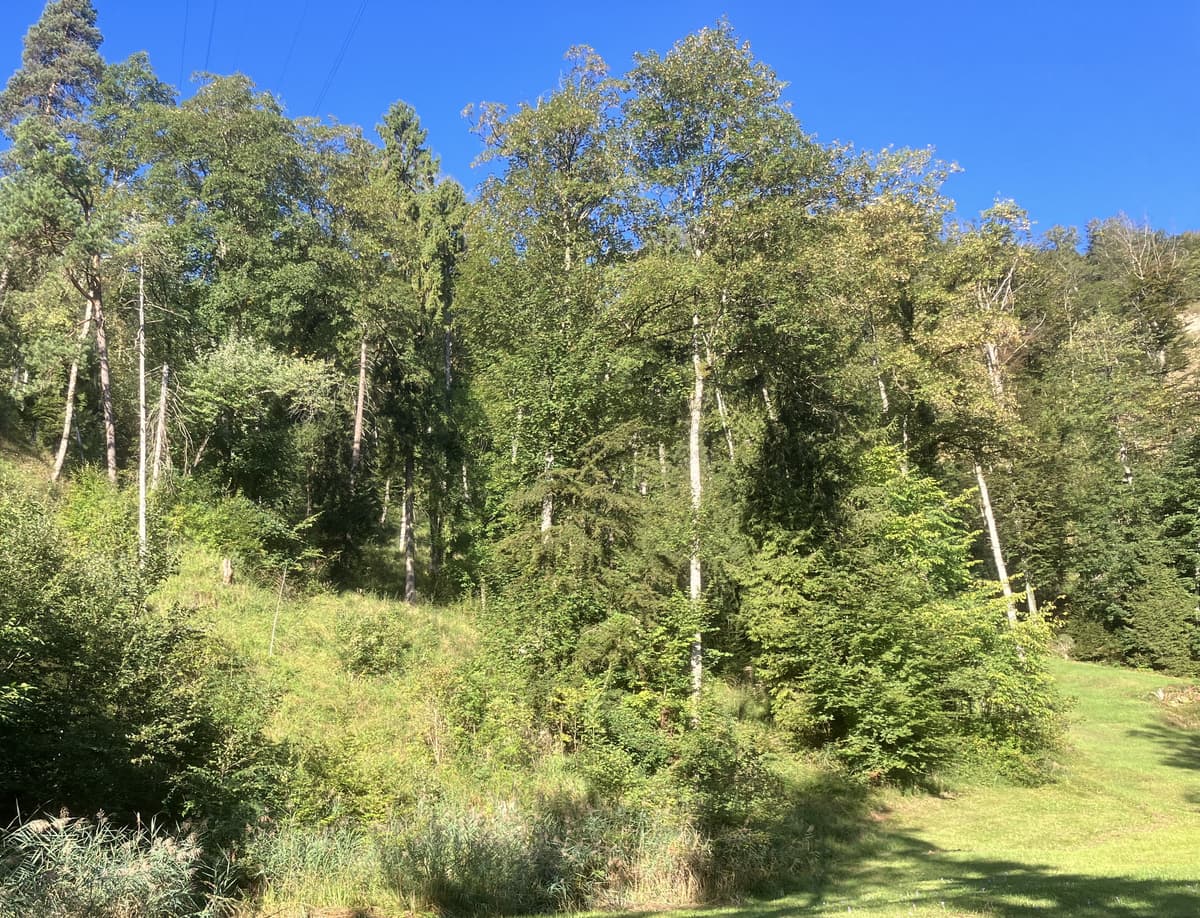 Wald